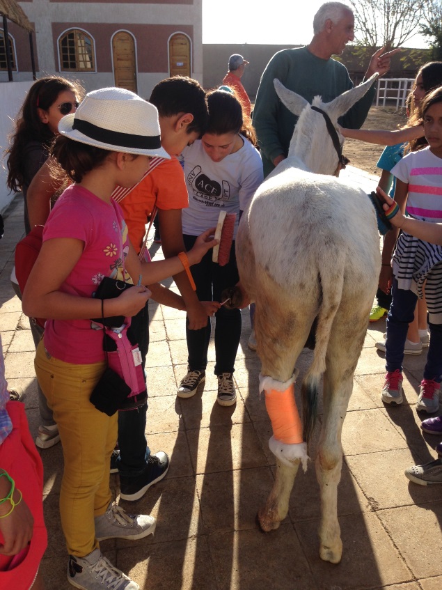 A school visit from Cairo to Luxor to learn about how to take care of donkeys