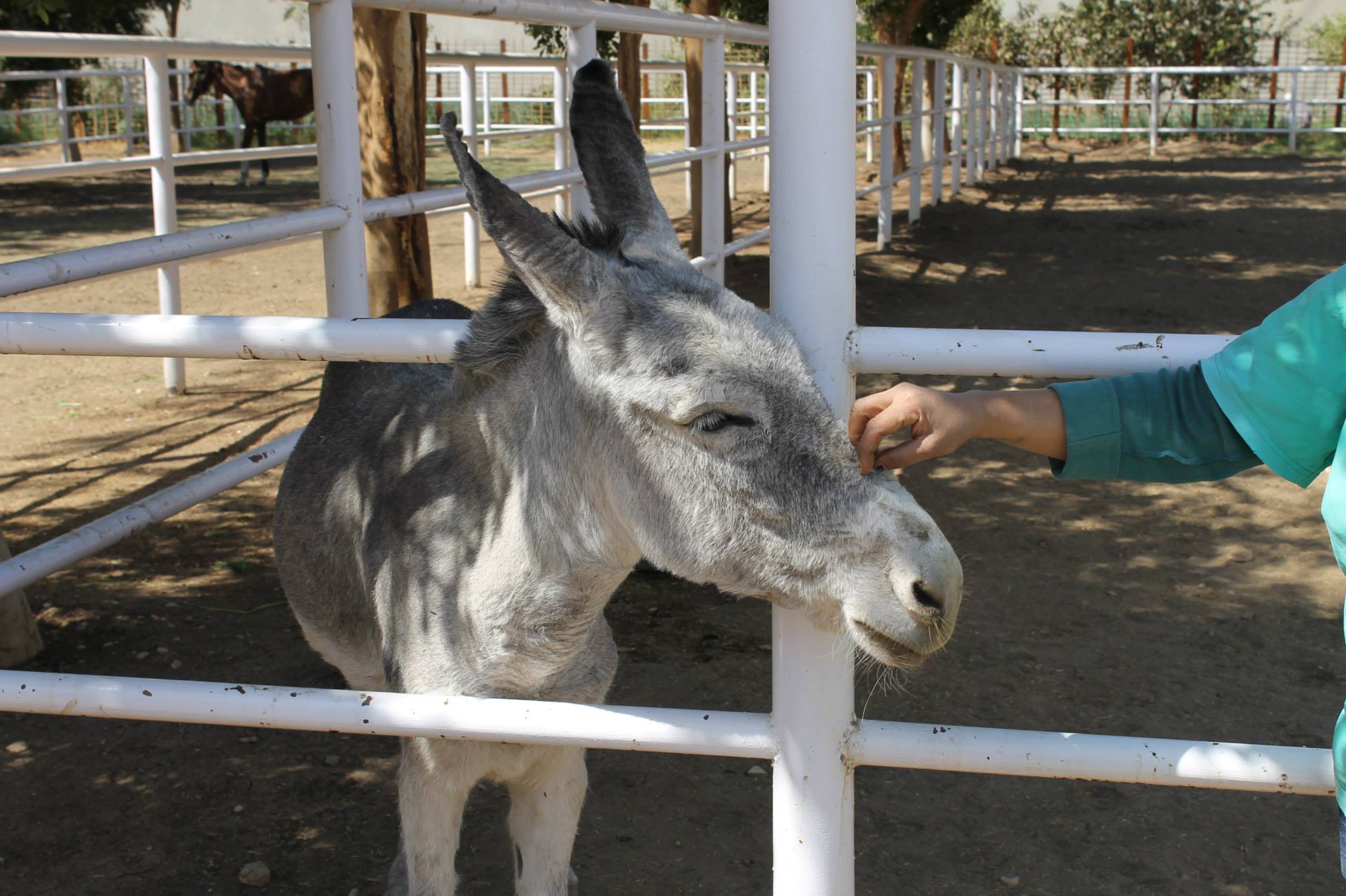 Who said donkeys couldn't be cute? This is felix, one of ACE's residents.