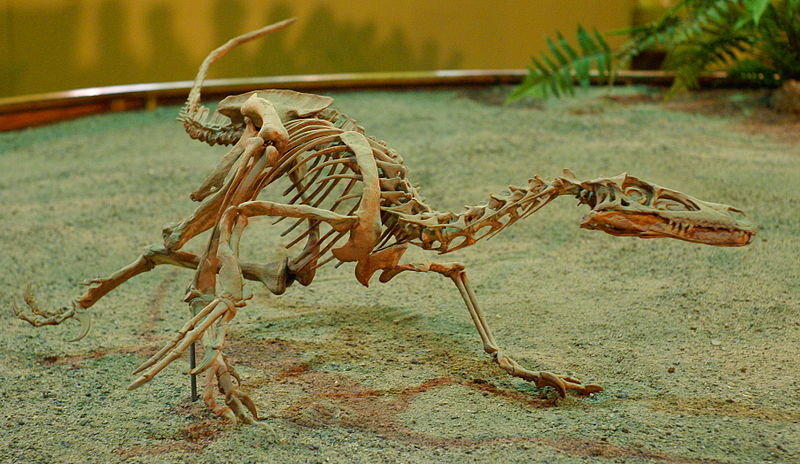Velociraptor on display at Wyoming Dinosaur Centre
