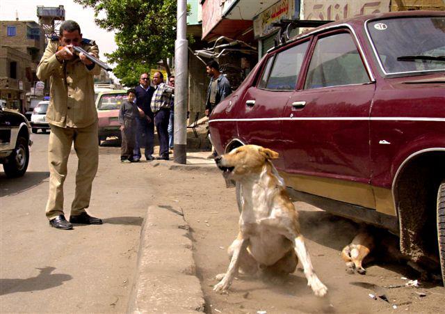 Stop Killing Egypt's Animals | Egyptian Streets