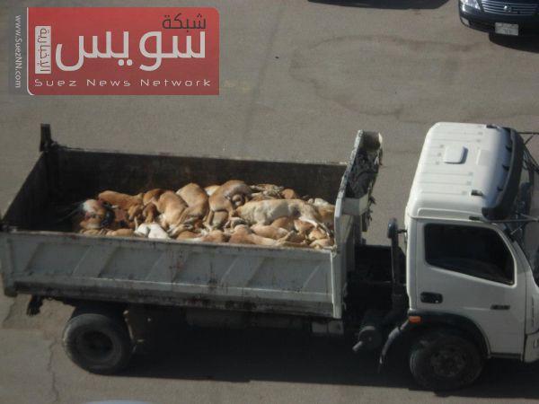 Bodies of dead animals shot dead by the Egyptian Government. 