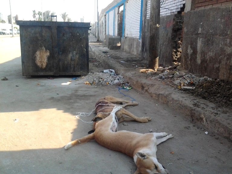 Bodies of dead dogs left on the streets of Egypt to rot.
