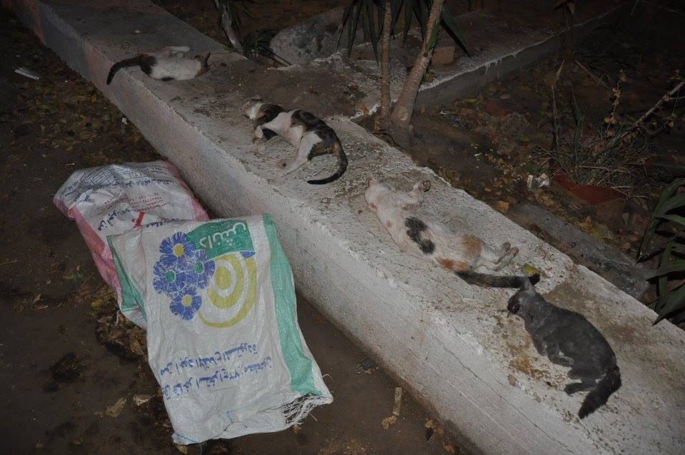 Cats poisoned at an upscale sporting club in Zamalek. Photo: Rania El-Kordy