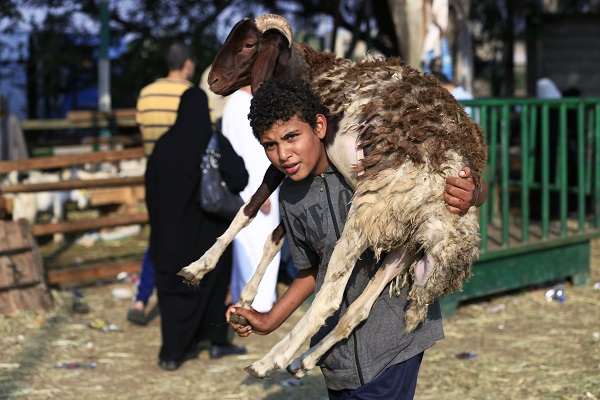 An Egyptian carries a sheep on his shoulder to prepare it to slaughter during Eid Al-Adha (Credit: AP/Hassan Ammar)