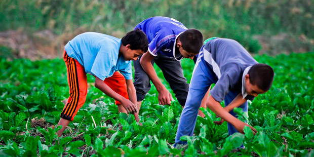 Children Weeding In A Beet Field In Fayoum Governorate (Delta) - Photo By Hussein Tallal