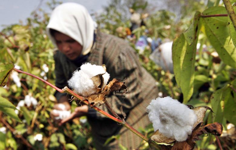 An Egyptian farmer collects the cotton harvest at a farm in al-Massara village near the Nile delta city of Mansura, north of Cairo. (Photo: AFP - Khaled Desouki)