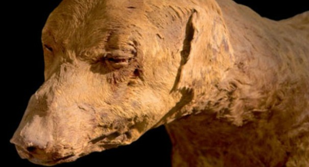 Mummified Dog