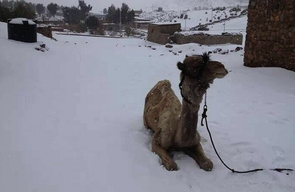 A camel surrounded by snow that covered Saint Catherine in Sinai, Egypt in 2012.