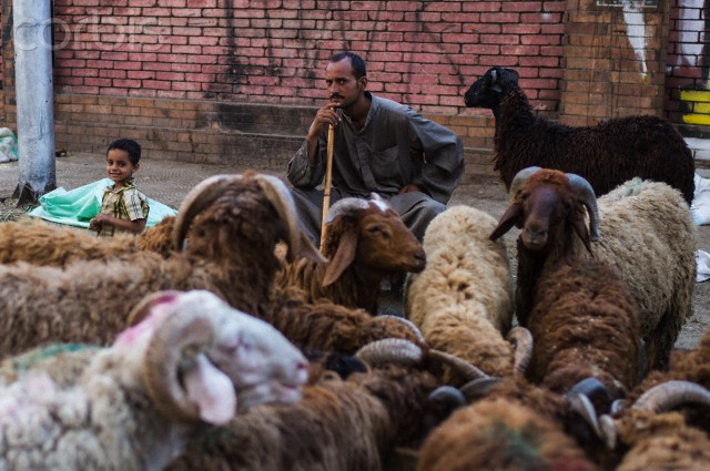 An Egyptian man waits with his son to sell sheep ahead of Muslim festival of Eid Al-Adha at a street market in Cairo, Egypt. PHOTO: Xinhua News Agency.