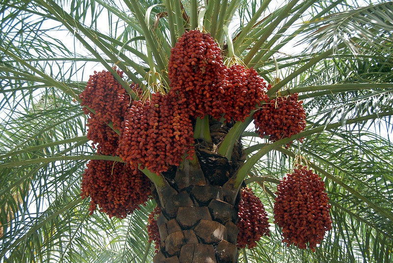Red dates, which are symbolic of the martyrs' suffering,  are traditionally eaten during Nayrouz in Egypt