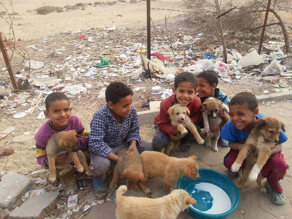 Street children feed stray dogs in Egypt. Credit: Amira Abdou