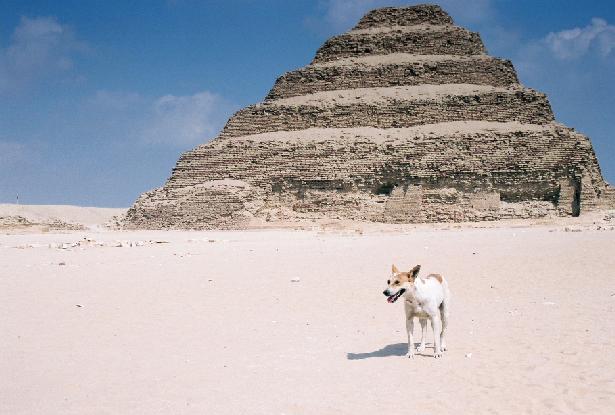 3701 dogs were culled in Giza and civil society organisations can’t afford to save any more. Photo credit: Flickr user YoHandy