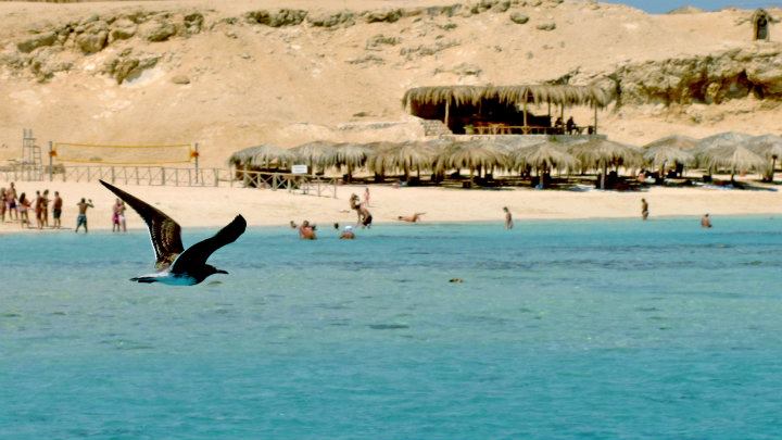 Sandy beaches of Paradise Island in Hurghada. Credit: Enas El Masry