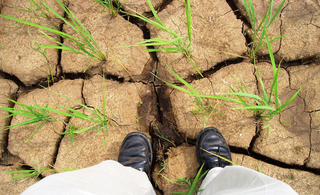 Drought in Syria is suggested to be one of the indirect, yet core reasons behind the current turmoil. Credit: IRRI Images/ Flickr