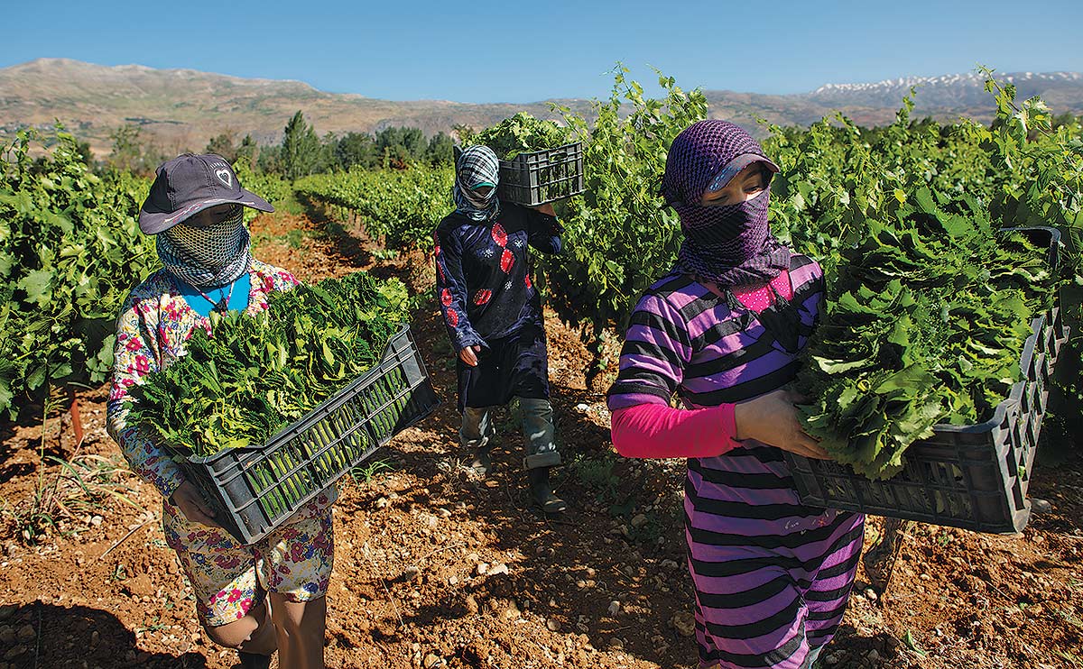 Syrian refugees working on Lebanese farms. Credit: Kate Brooks