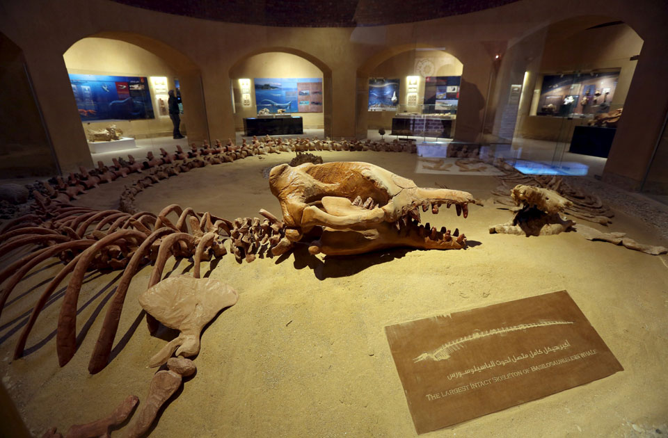 Skulls of two Basilosaurus Whales are displayed at the Wadi Al-Hitan Fossil and Climate Change Museum in the natural reserve area of Wadi Al-Hitan, or the "Valley of the Whales", at the desert of Al Fayoum Governorate, southwest of Cairo, Egypt, January 14, 2016 (Reuters)