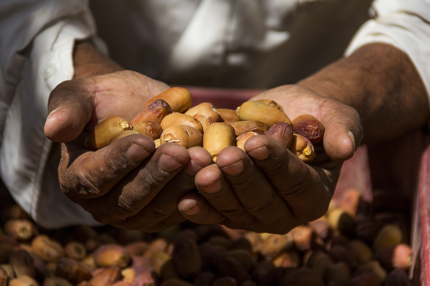 Agriculture in Siwa revolves around dates and olives