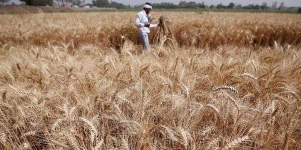 A farmer harvests wheat on Qalyub farm in the El-Kalubia governorate, northeast of Cairo, Egypt May 1, 2016. REUTERS/AMR ABDALLAH DALSH
