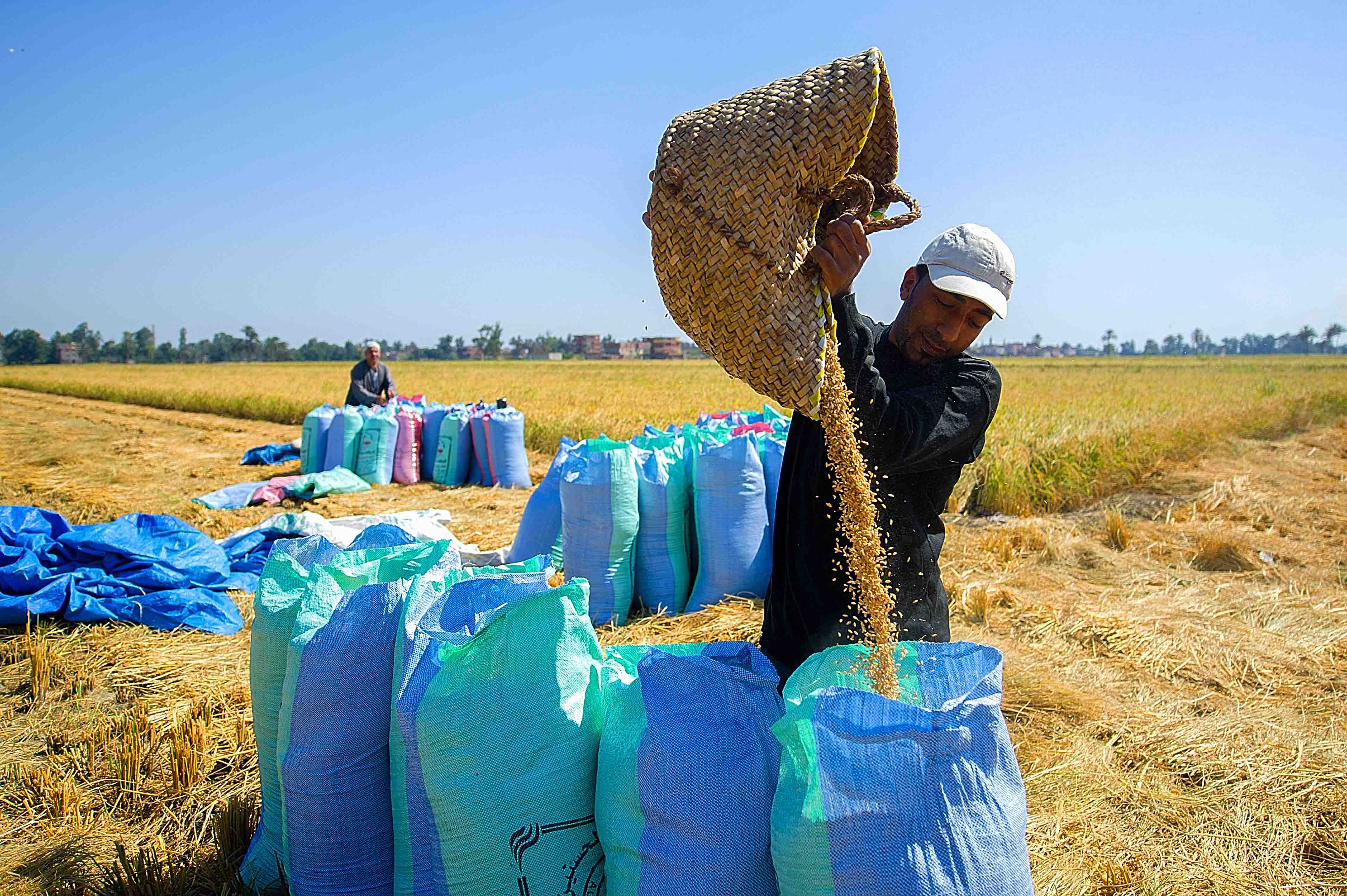 Rice Harvest