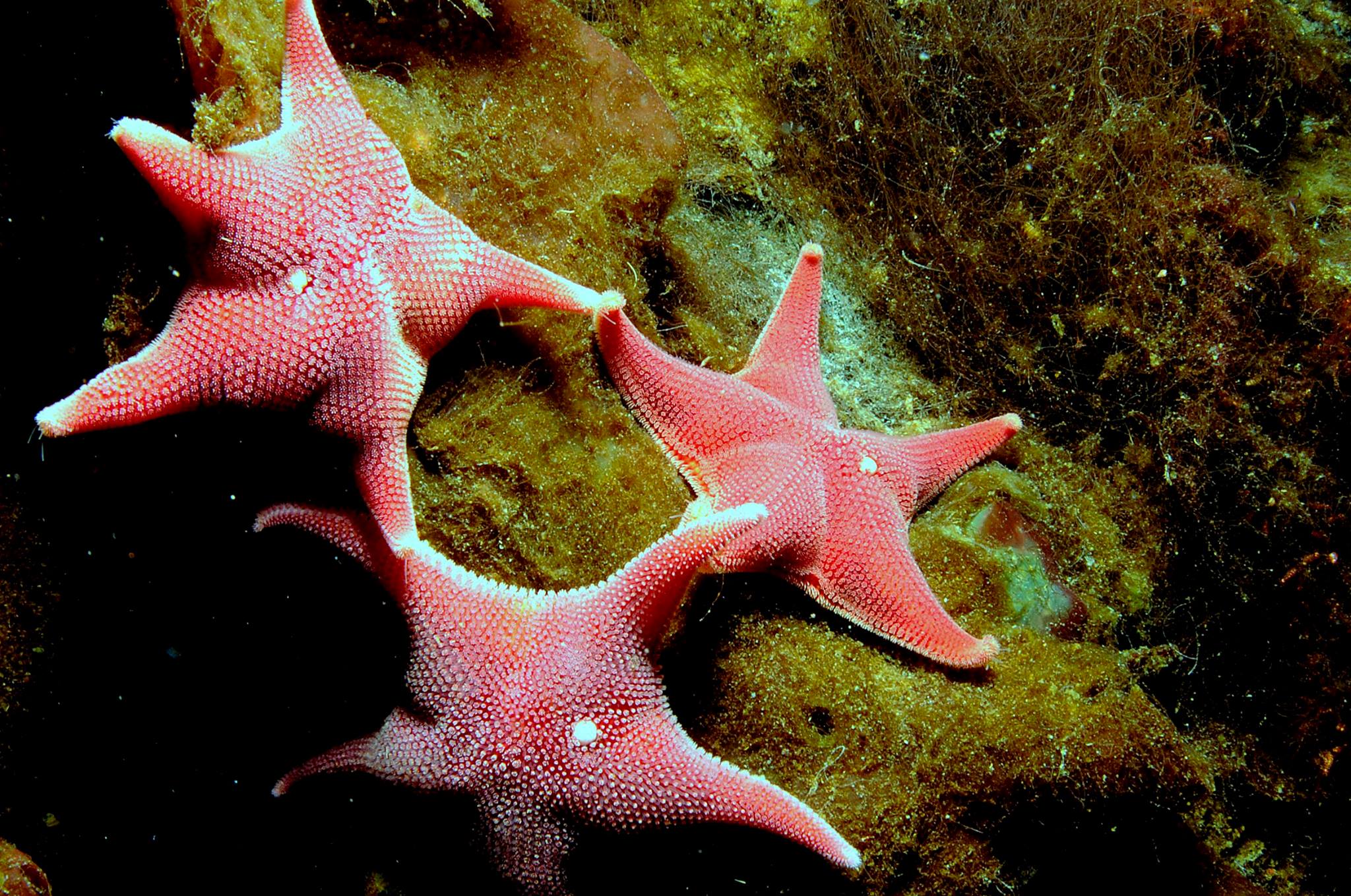 Starfish animorph