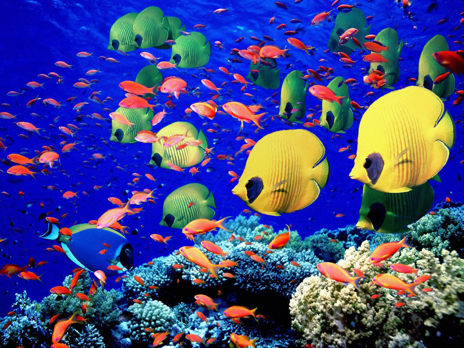 Egypt s Beautiful Coral Reef Is In Danger Egyptian Streets