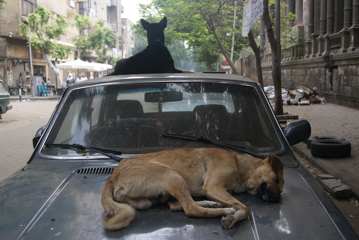 The mystery of Cairo’s abandoned cars Egyptian Streets