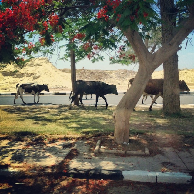 Photo by Nadia Mounier I took this photo from the bus, on my way to the Suez Canal in Ismailia. It was surprising to see a folk of around 10 cows walking peacefully on the high way. The composition of the yellow desert and harsh day light of a country like Egypt is perfectly broken with a folk of cows passing by. The magic of the everyday in Egypt is how it makes new things familiar and familiar things new again, which allows for great opportunities for photography.