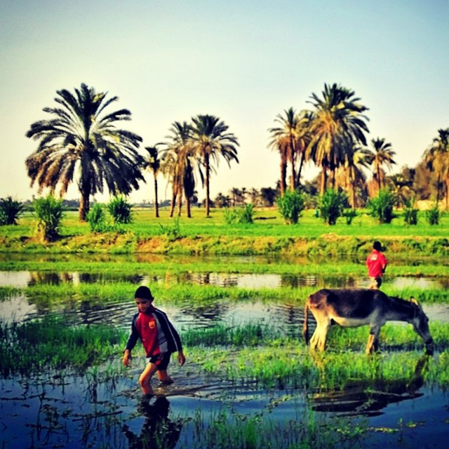 Photo by Roger Anis Boys playing in the field in Haj Qandil village, one of Minya city villages in Upper Egypt, south of Cairo. This picture is representing everyday Egypt, because agriculture is considered an important source of living in Egypt, especially in the Delta and Upper Egypt. A lot of children help their parents in farming the fields every day. It is also a place for them to play and enjoy.