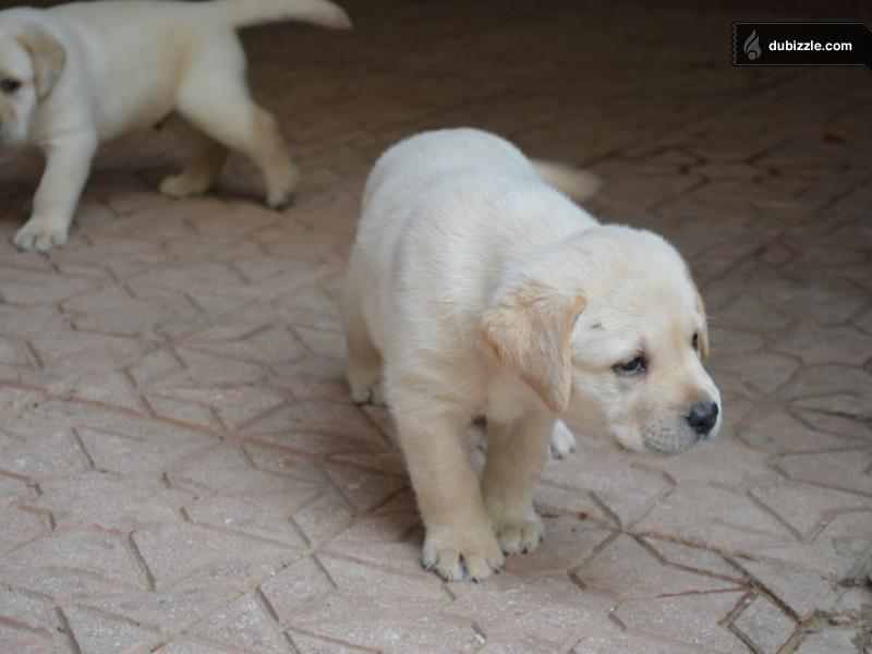 baladi dog breed