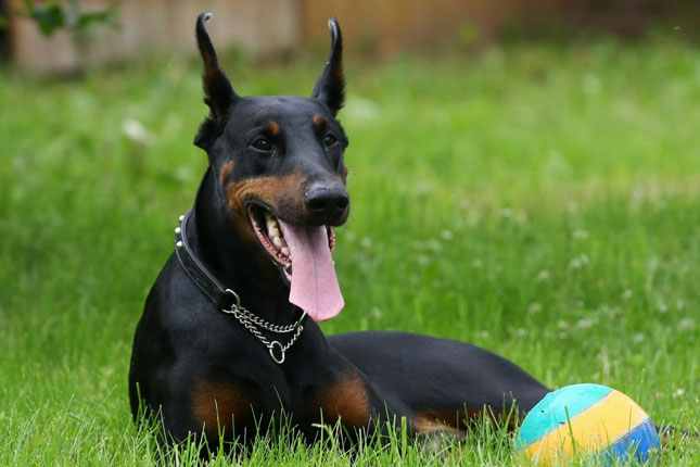 egyptian dog breeds