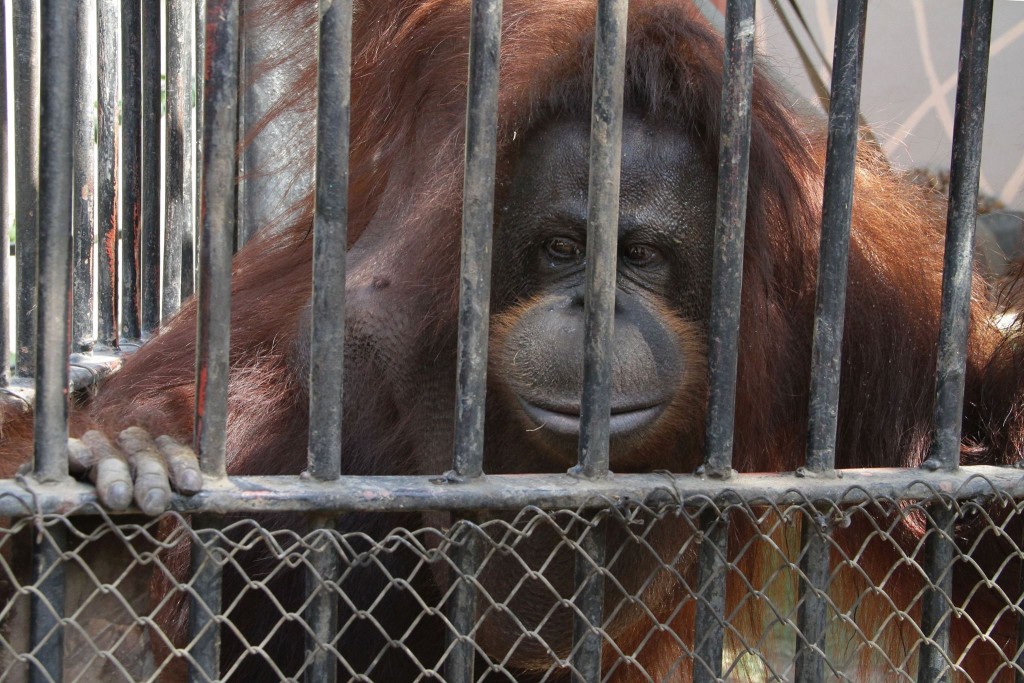 Bongo passed away on Thursday after suffering from a heatstroke, said the Giza Zoo.