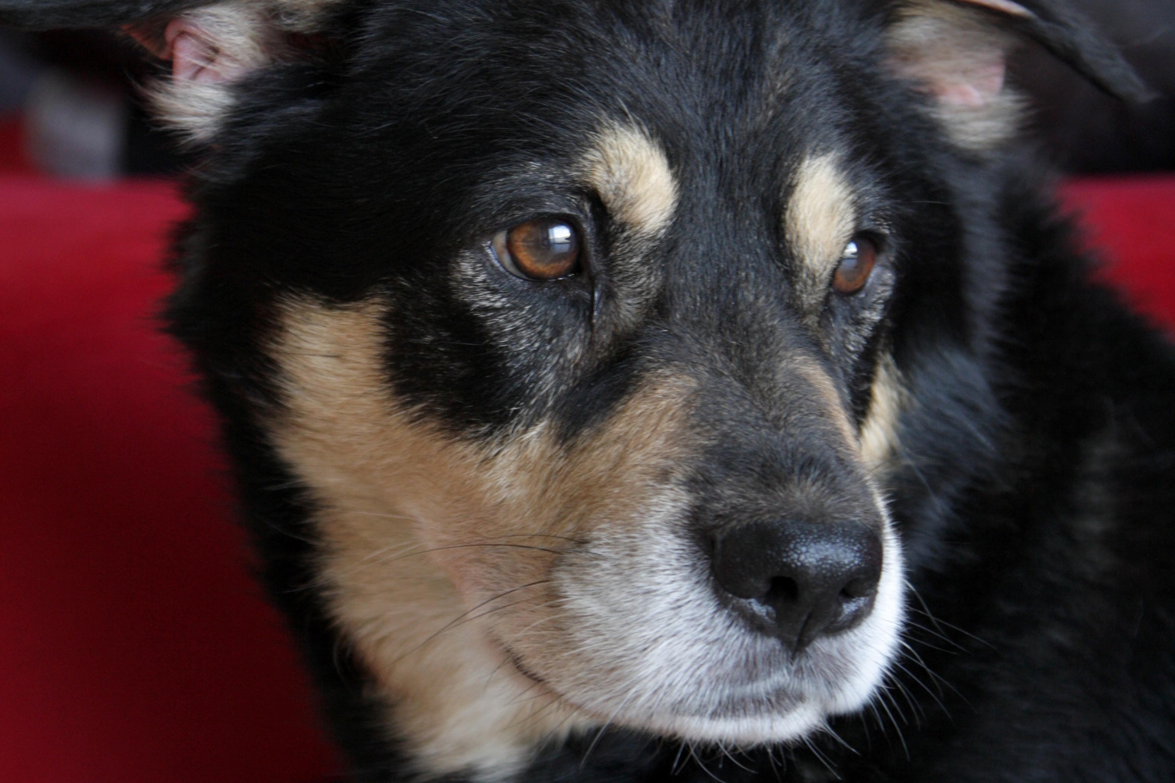 Blues has lived with his current family for over 10 years, and he was only a few months when they adopted him. Now, old and ill, they are more than happy to provide him with adequate treatment. Credit: Enas El Masry