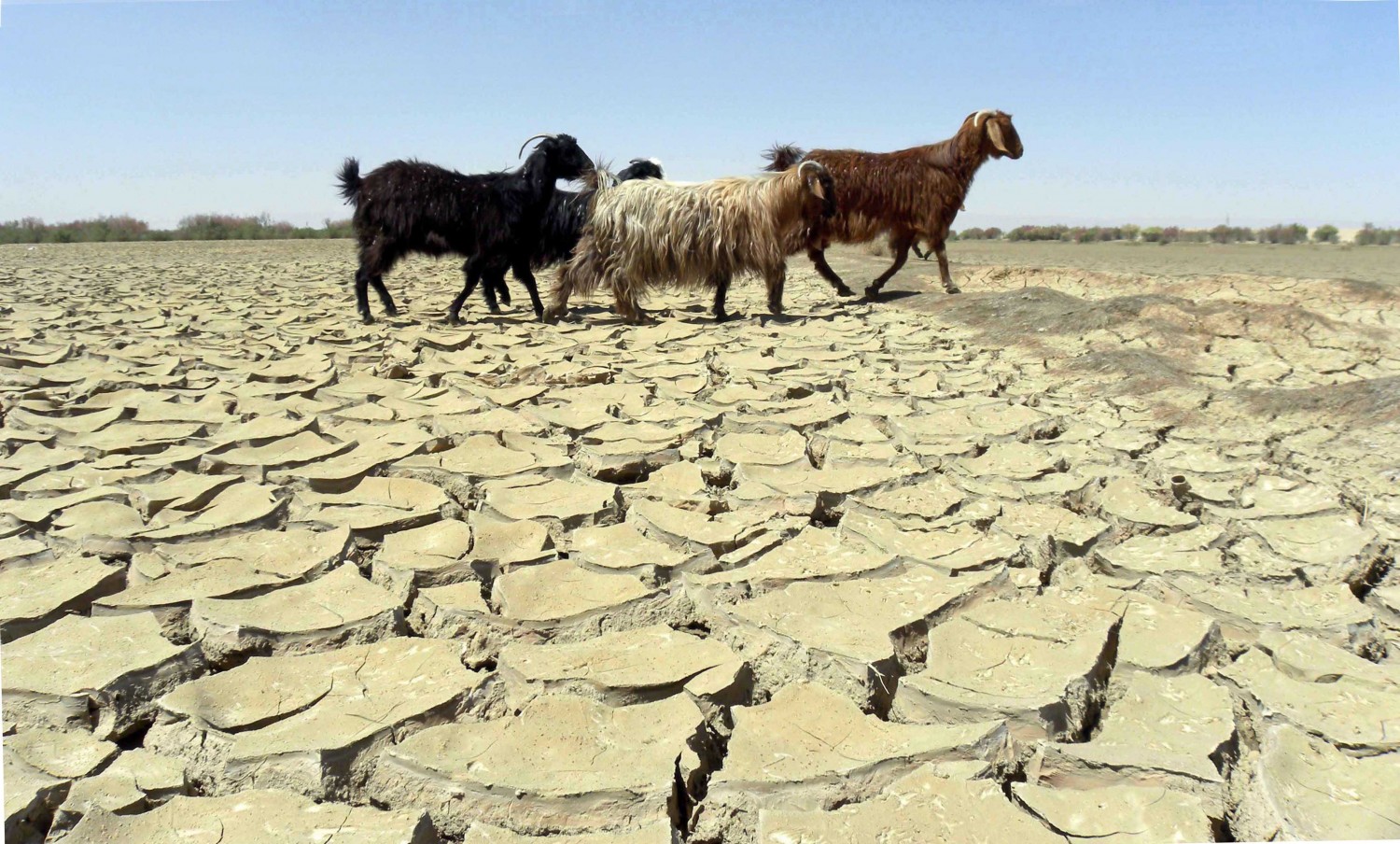 Goats walk over a barren land near the Afghan border in Balochistan province, Pakistan. Credit: Matiullah Achakzai/ EPA