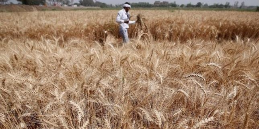 Egypt’s Prosecutor Orders Arrest of Agriculture Officials Accused of ...