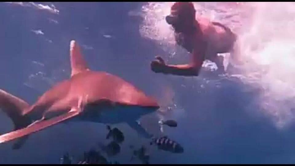Нападение акул в шарм эль. Акулы в Красном море Шарм-Эль-Шейх нападение.