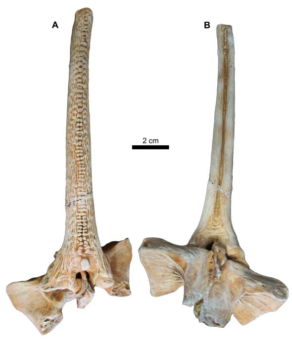 Egyptian Paleontologists Discover a 37MillionYearOld Catfish