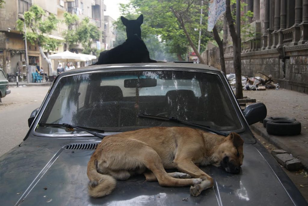 This Cairo Dog Shelter Is Hosting a Thrift Shopping Bazaar to Rescue Stray Animals Egyptian