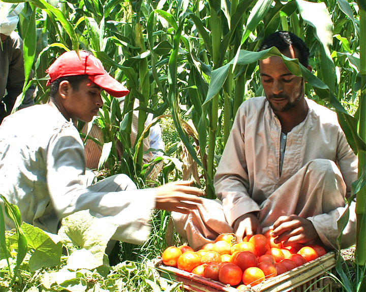 Egypt's Organic Food Movement Grows Despite Sparse State ...