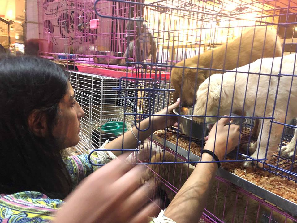 Local Activists Raid Pet Shops Push for Change Egyptian Streets