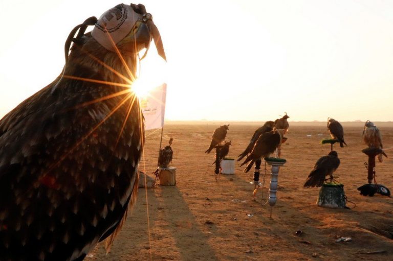 Falconry: Forgotten Egyptian Sport | Egyptian Streets