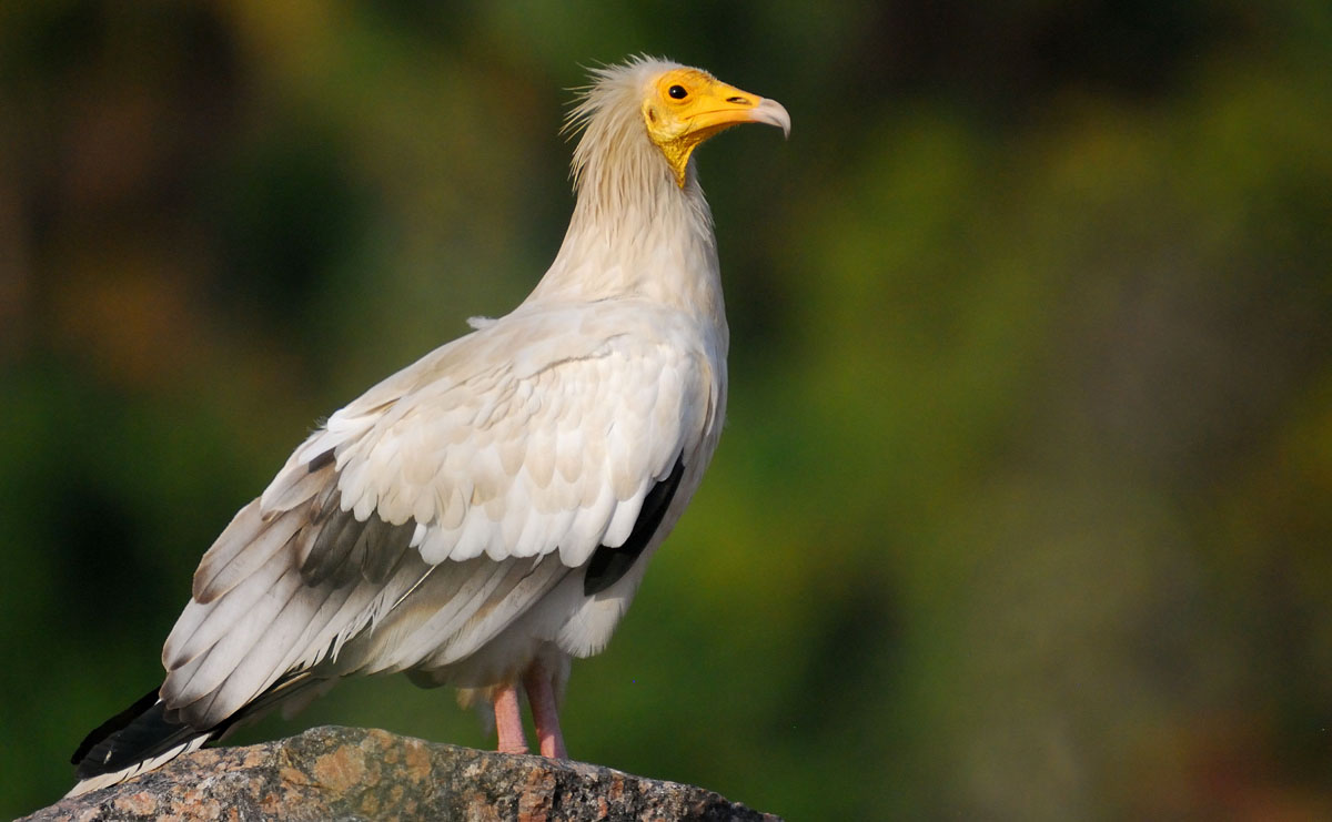 From Mythical Creature To Endangered Species The Egyptian Vulture Egyptian Streets