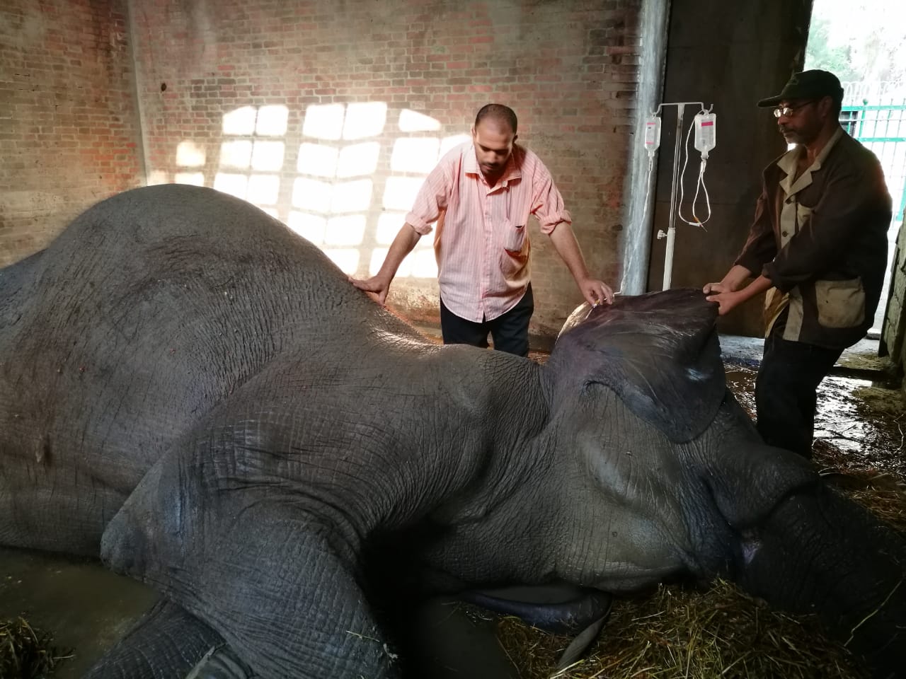 Cairo&amp;#39;s Only and Last Elephant Passes Away in Giza Zoo | Egyptian Streets