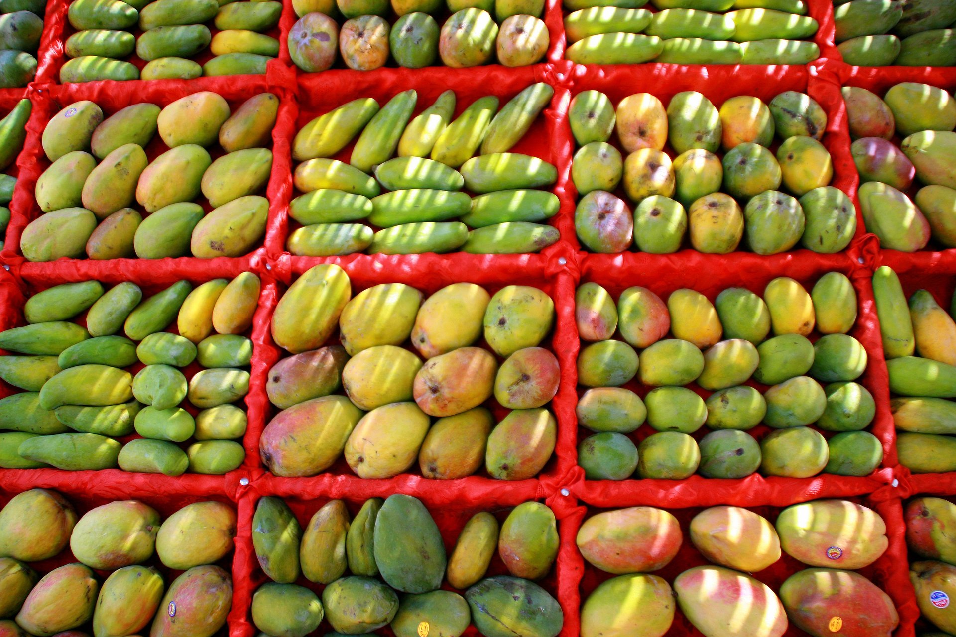 mango fruit