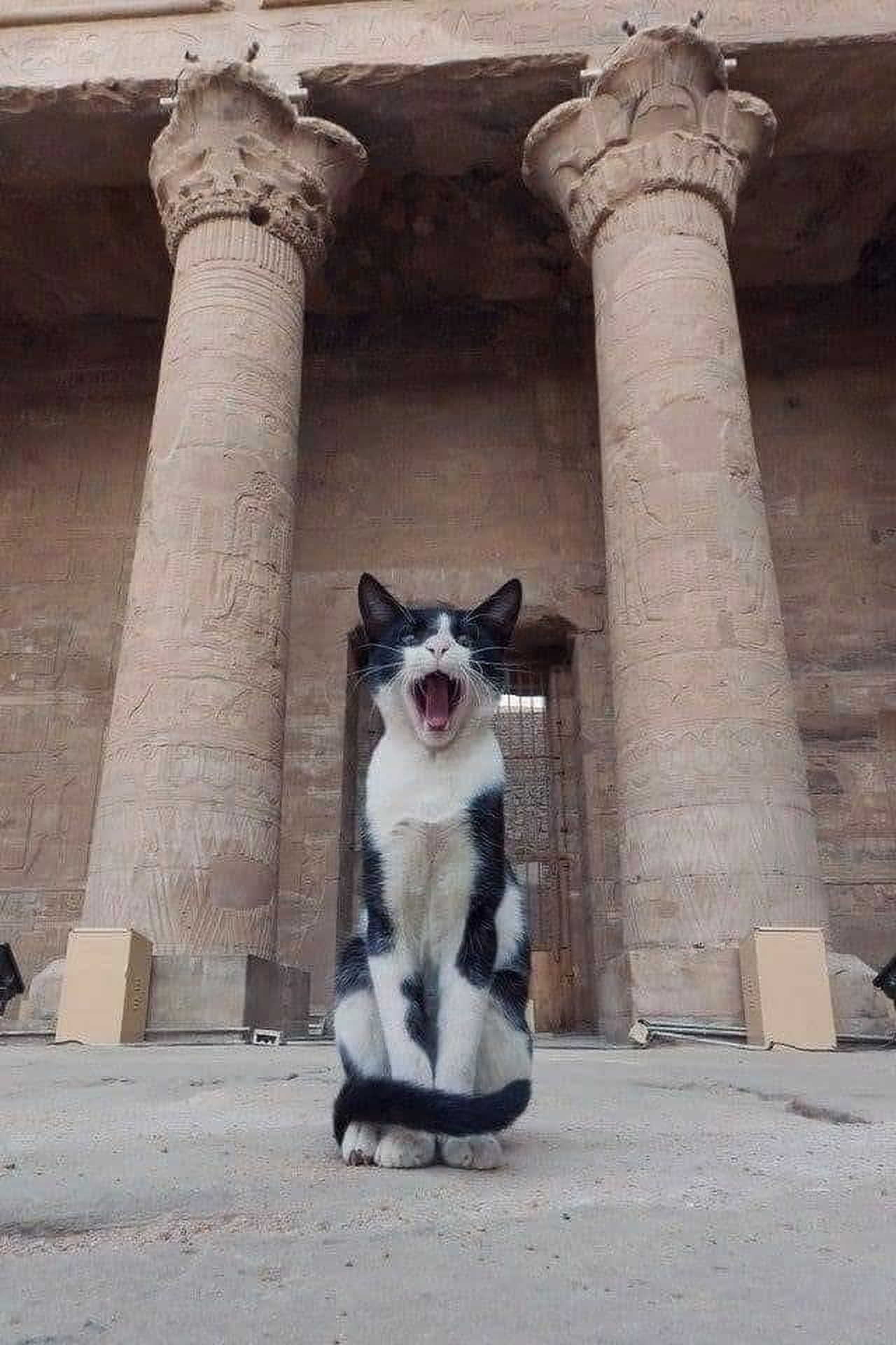 12 Photos of Cats Exploring Ancient Egypt Egyptian Streets