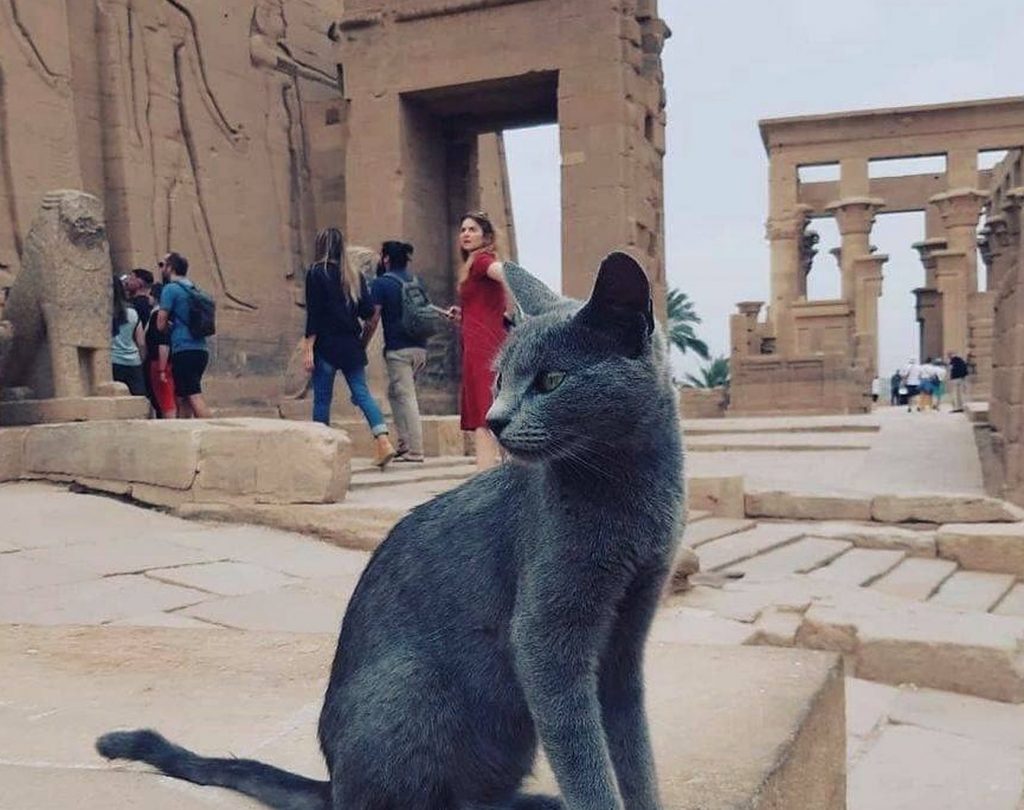 12 Photos of Cats Exploring Ancient Egypt