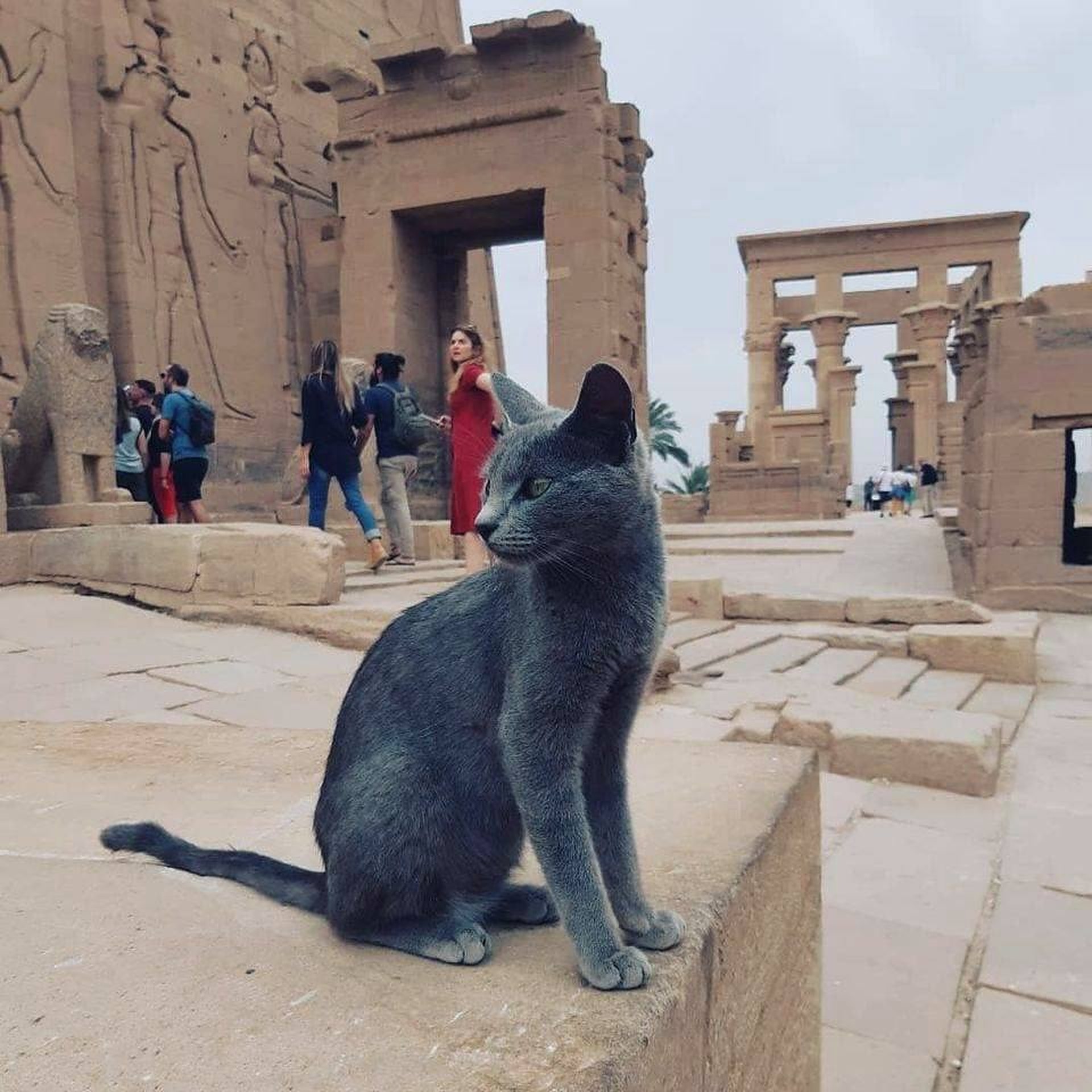 egypt cat funny moments