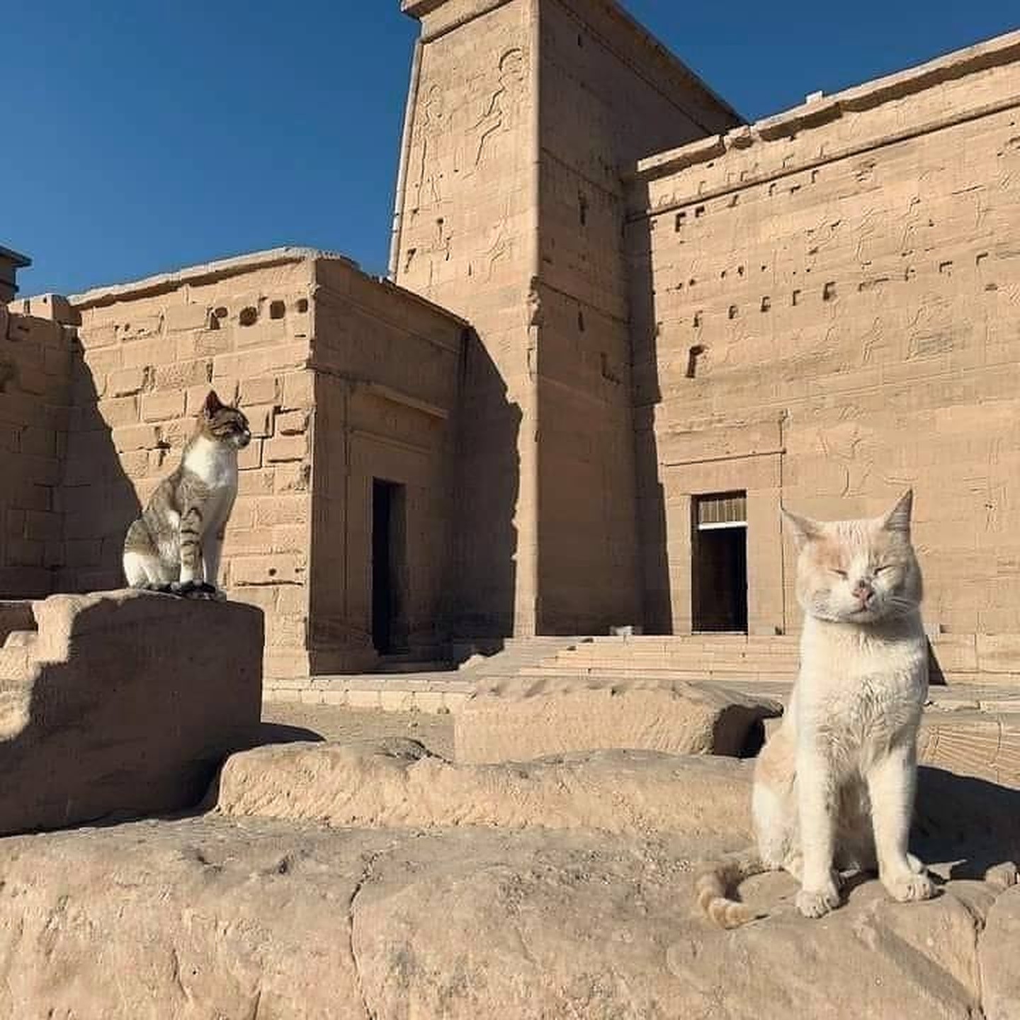 12 Photos of Cats Exploring Ancient Egypt Egyptian Streets