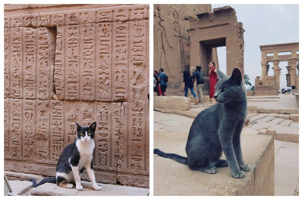 12 Photos of Cats Exploring Ancient Egypt Egyptian Streets