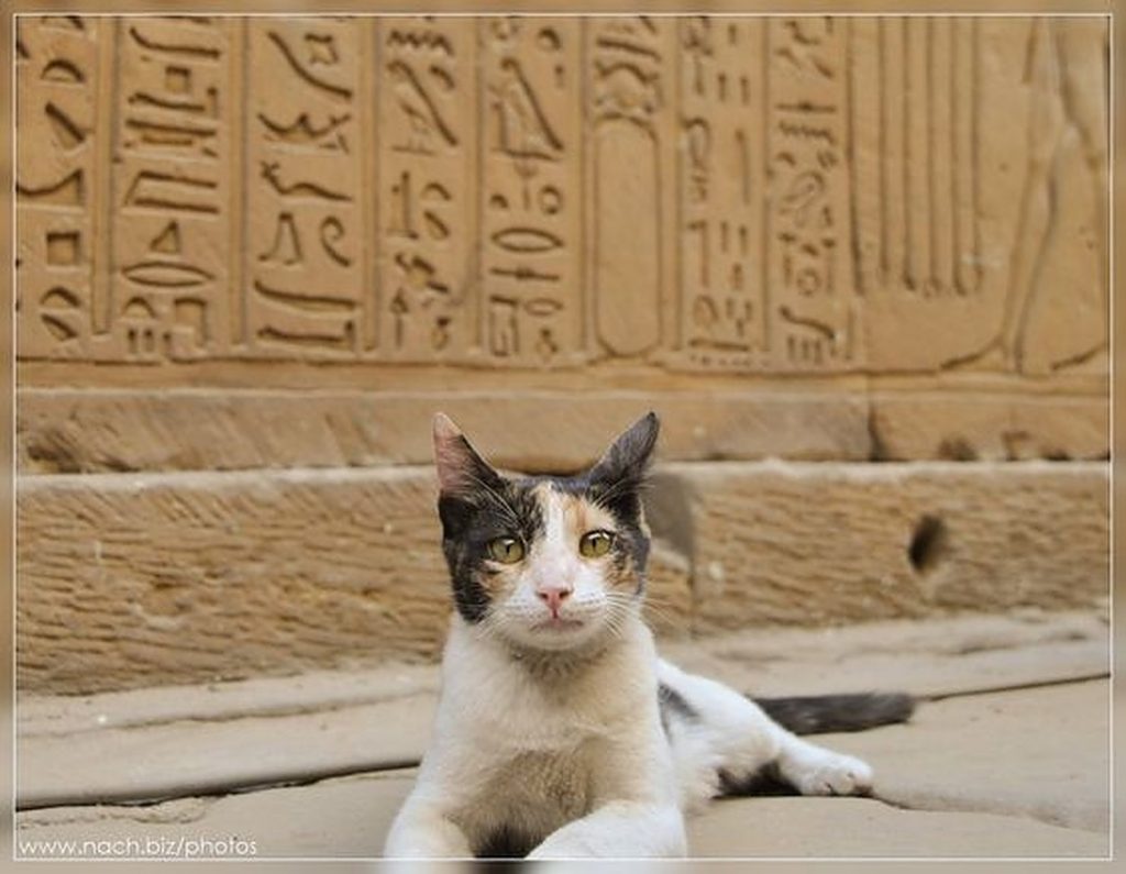 egypt cat funny moments