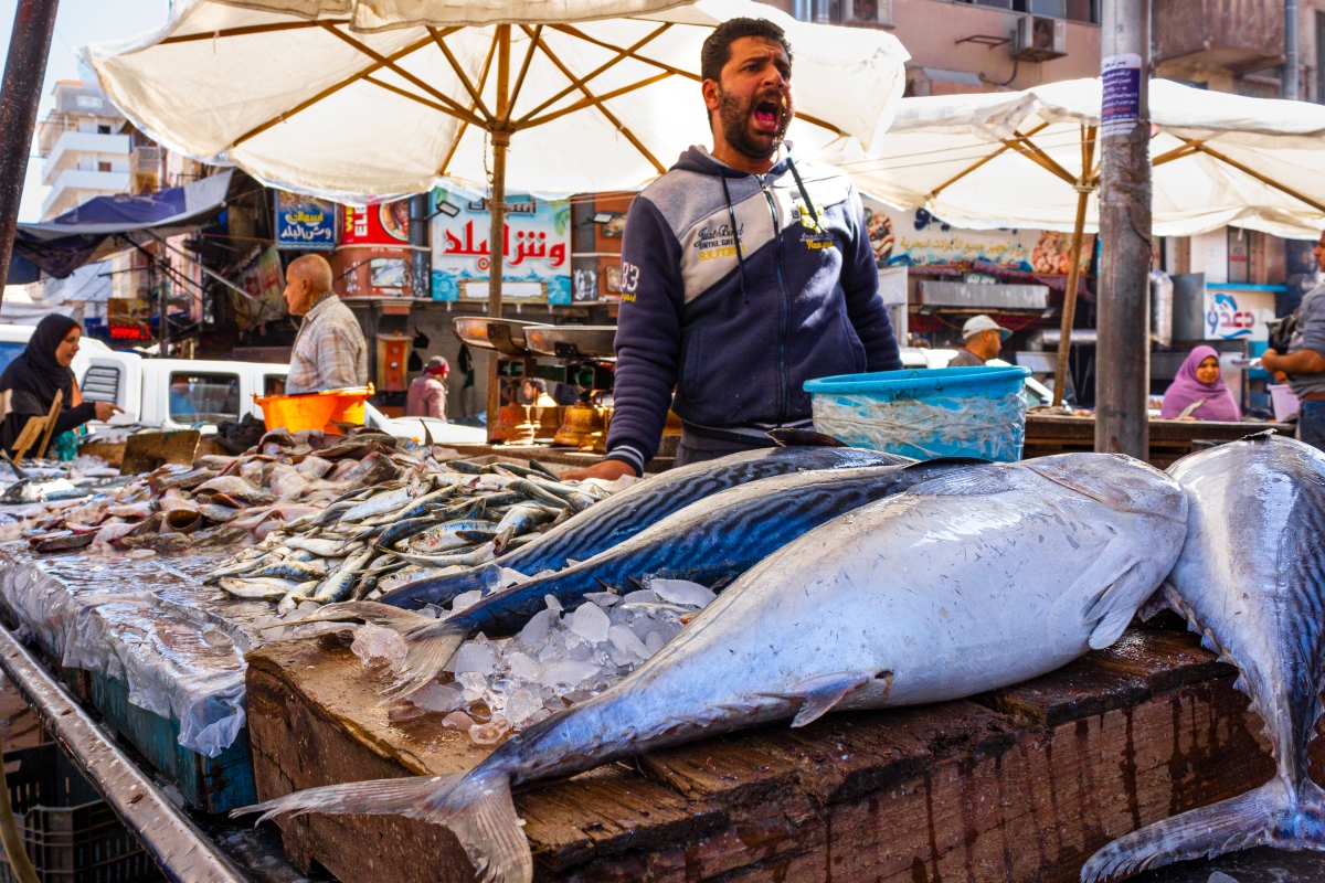 Beyond the Sea A Journey Inside Egypt’s Fish Markets Egyptian Streets